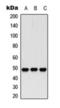 Histone Deacetylase 3 antibody, orb393311, Biorbyt, Western Blot image 
