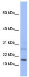 Endothelial differentiation-related factor 1 antibody, TA339083, Origene, Western Blot image 