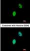 Four and a half LIM domains protein 5 antibody, orb73936, Biorbyt, Immunofluorescence image 