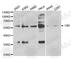 Vimentin antibody, A2584, ABclonal Technology, Western Blot image 