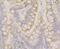 Cytoplasmic Linker Associated Protein 1 antibody, NBP2-76881, Novus Biologicals, Immunohistochemistry frozen image 