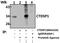 SCP1 antibody, A07398, Boster Biological Technology, Western Blot image 