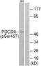 Programmed Cell Death 4 antibody, LS-C199415, Lifespan Biosciences, Western Blot image 
