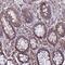 Ring Finger Protein 215 antibody, NBP2-68609, Novus Biologicals, Immunohistochemistry frozen image 