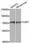 Yes Associated Protein 1 antibody, A11430, ABclonal Technology, Western Blot image 
