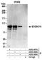 RRP6 antibody, A303-987A, Bethyl Labs, Immunoprecipitation image 