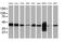 Cystathionine Gamma-Lyase antibody, MA5-25423, Invitrogen Antibodies, Western Blot image 