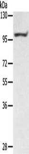 PTPN22 antibody, CSB-PA391533, Cusabio, Western Blot image 