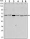 Serine/Threonine Kinase 11 antibody, NBP1-51683, Novus Biologicals, Western Blot image 