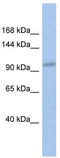DEAD-Box Helicase 24 antibody, TA341611, Origene, Western Blot image 