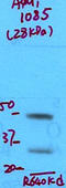 Aquaporin 1 (Colton Blood Group) antibody, TA326510, Origene, Western Blot image 