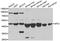 Cysteine desulfurase, mitochondrial antibody, A6668, ABclonal Technology, Western Blot image 