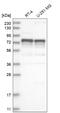 Forkhead Box K2 antibody, NBP1-87700, Novus Biologicals, Western Blot image 