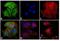 Mouse IgG (H+L) antibody, A24507, Invitrogen Antibodies, Immunofluorescence image 