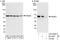 Proteasome 26S Subunit, Non-ATPase 3 antibody, A303-826A, Bethyl Labs, Immunoprecipitation image 