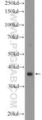 Reca antibody, 14961-1-AP, Proteintech Group, Western Blot image 