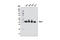 BMI1 Proto-Oncogene, Polycomb Ring Finger antibody, 6964S, Cell Signaling Technology, Western Blot image 