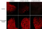 Catenin Beta 1 antibody, CP4021, ECM Biosciences, Immunocytochemistry image 