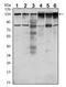 Protein Tyrosine Kinase 7 (Inactive) antibody, AM06487SU-N, Origene, Western Blot image 