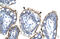 Zinc Finger HIT-Type Containing 6 antibody, 28-133, ProSci, Immunohistochemistry paraffin image 