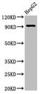 Neuronal PAS Domain Protein 2 antibody, LS-C670804, Lifespan Biosciences, Western Blot image 