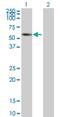 Zinc Finger Protein 502 antibody, H00091392-B01P, Novus Biologicals, Western Blot image 