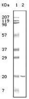 CD19 antibody, AM06097PU-N, Origene, Western Blot image 