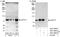 Cleavage Stimulation Factor Subunit 3 antibody, A301-094A, Bethyl Labs, Western Blot image 