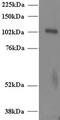 Unc-13 Homolog D antibody, MBS420652, MyBioSource, Western Blot image 