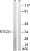 RNA 3'-Terminal Phosphate Cyclase antibody, A30754, Boster Biological Technology, Western Blot image 