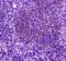 Phospholipase C Gamma 2 antibody, A03572-1, Boster Biological Technology, Immunohistochemistry frozen image 