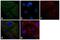 Protein Tyrosine Phosphatase Non-Receptor Type 1 antibody, LF-MA0051, Invitrogen Antibodies, Immunofluorescence image 
