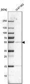 Lysosomal protective protein antibody, HPA031068, Atlas Antibodies, Western Blot image 