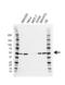 Integrin-linked protein kinase antibody, VMA00624, Bio-Rad (formerly AbD Serotec) , Western Blot image 