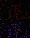 Calnexin antibody, 16-150, ProSci, Immunofluorescence image 