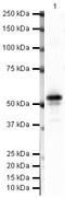 Carbonic Anhydrase 9 antibody, PA5-19441, Invitrogen Antibodies, Western Blot image 