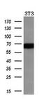 Alpha Fetoprotein antibody, GTX84954, GeneTex, Western Blot image 