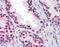 RUNX Family Transcription Factor 2 antibody, 51-434, ProSci, Immunohistochemistry frozen image 