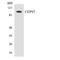 Centrosomal protein of 97 kDa antibody, LS-C291794, Lifespan Biosciences, Western Blot image 