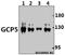 Tubulin Gamma Complex Associated Protein 5 antibody, A10040-1, Boster Biological Technology, Western Blot image 