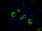 Mitochondrial Translational Release Factor 1 Like antibody, TA501003, Origene, Immunofluorescence image 