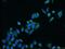 CCAAT Enhancer Binding Protein Zeta antibody, 25612-1-AP, Proteintech Group, Immunofluorescence image 