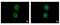 Keratin 72 antibody, PA5-30898, Invitrogen Antibodies, Immunofluorescence image 