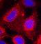 Neurotrophic Receptor Tyrosine Kinase 1 antibody, orb14698, Biorbyt, Immunofluorescence image 