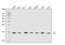 Death-associated protein 1 antibody, A02756-3, Boster Biological Technology, Western Blot image 