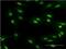 Methyl-CpG Binding Domain Protein 5 antibody, H00055777-M01, Novus Biologicals, Immunofluorescence image 