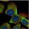 VTA1 antibody, NBP1-32570, Novus Biologicals, Immunocytochemistry image 