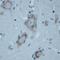 Solute Carrier Family 18 Member A3 antibody, NB100-91348, Novus Biologicals, Immunohistochemistry frozen image 