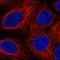 Protein FAM3B antibody, HPA029777, Atlas Antibodies, Immunofluorescence image 