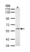 Pre-mRNA-processing factor 19 antibody, NBP1-33117, Novus Biologicals, Western Blot image 